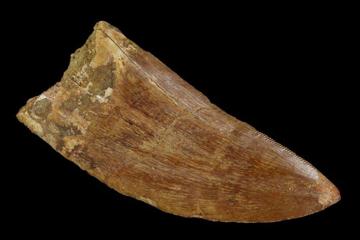 Serrated, Carcharodontosaurus Tooth - Real Dinosaur Tooth #121446